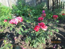 post-27143-0-81450400-1406170186_thumb.j