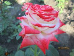 post-27143-0-99523100-1406170057_thumb.j