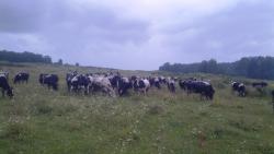 post-27646-0-33022200-1406831318_thumb.j