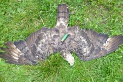 post-2838-0-82954900-1406203398_thumb.jp