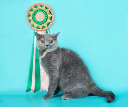 post-29140-0-89703000-1404934638_thumb.j