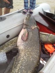 post-30808-0-62582700-1406744601_thumb.j