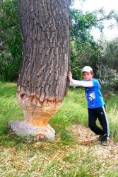 post-31368-0-41933500-1406737624_thumb.j