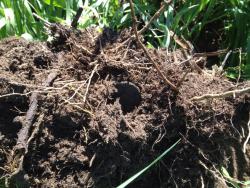 post-31515-0-60892100-1404664503_thumb.j