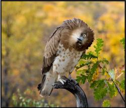 post-4840-0-47161000-1405617765_thumb.jp