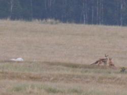 post-4989-0-41421500-1404326860_thumb.jp