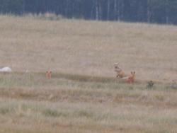 post-4989-0-85025700-1404326887_thumb.jp