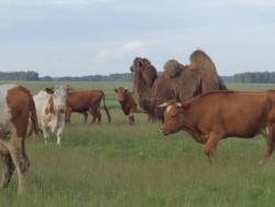 post-14670-0-55241600-1435991672_thumb.j