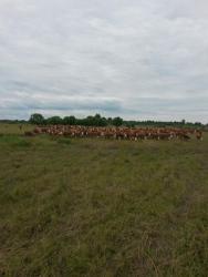 post-27784-0-29812500-1437416968_thumb.j