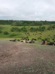 post-27784-0-80065200-1436172240_thumb.j