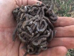 post-31473-0-59877600-1437936329_thumb.j