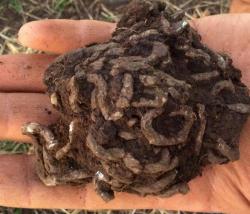 post-31473-0-61198900-1437935805_thumb.j