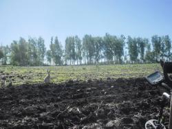 post-32197-0-71287400-1436082136_thumb.j