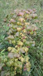 post-33855-0-52984700-1437596301_thumb.j