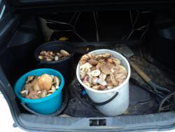 post-33940-0-23563200-1437911399_thumb.j