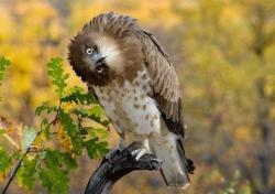 post-34734-0-12396600-1437517055_thumb.j