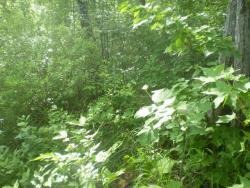 post-3757-042099300 1281068106_thumb.jpg