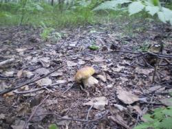 post-3757-067457000 1281069276_thumb.jpg