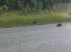 post-488-086638400 1280930381_thumb.jpg