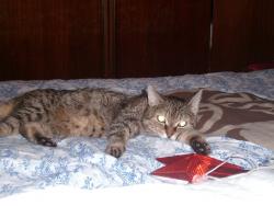 post-2102-0-02465000-1314220365_thumb.jp