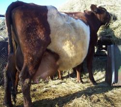 post-4269-0-41584500-1314292197_thumb.jp