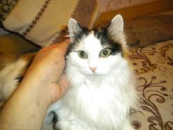 post-4632-0-53834000-1313330636_thumb.jp