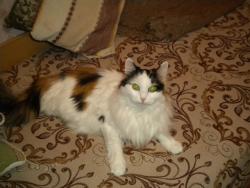 post-4632-0-99634600-1313330626_thumb.jp