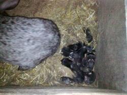 post-5575-0-36642600-1314202264_thumb.jp