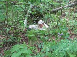 post-6342-0-24656200-1313124180_thumb.jp