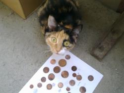 post-7218-0-07906900-1314612407_thumb.jp