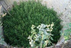 post-7511-0-55055300-1312316472_thumb.jp