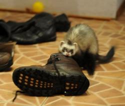 post-7597-0-08149400-1314375182_thumb.jp