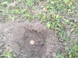 post-10637-0-59908900-1344515160_thumb.j