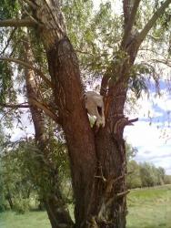 post-11938-0-03072900-1345104665_thumb.j