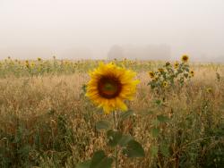 post-1697-0-41153300-1344255989_thumb.jp