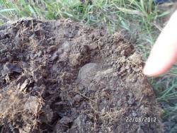 post-2817-0-35305300-1345654798_thumb.jp