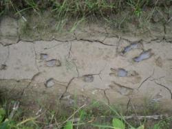 post-4485-0-08089500-1344882111_thumb.jp