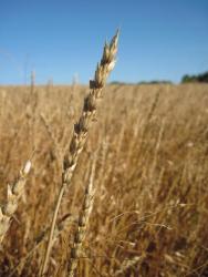 post-6245-0-13532300-1345475756_thumb.jp