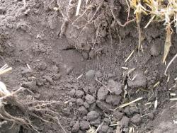 post-6245-0-16057500-1346077968_thumb.jp