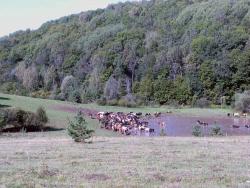 post-6726-0-14346000-1345736323_thumb.jp