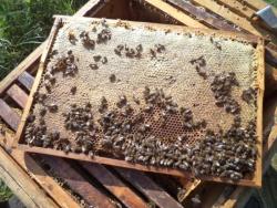 post-7121-0-28725400-1344651199_thumb.jp