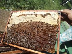 post-7121-0-93489700-1344651190_thumb.jp