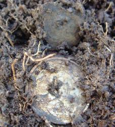 post-10462-0-97410000-1375935867_thumb.j