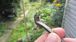 post-16248-0-42394400-1377599020_thumb.j