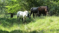 post-16248-0-64476500-1377540449_thumb.j