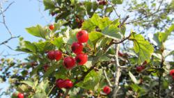 post-16248-0-72858700-1377540335_thumb.j