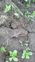 post-20232-0-13800800-1376592562_thumb.j