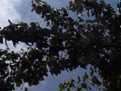 post-2817-0-32469300-1377057458_thumb.jp