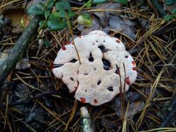 post-4632-0-31354300-1376216407_thumb.jp