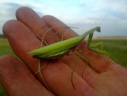 post-4989-0-80344500-1377672321_thumb.jp